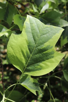 Liriodendron tulipifera 'Aureomarginatum' - liliovník tulipánokvětý - list